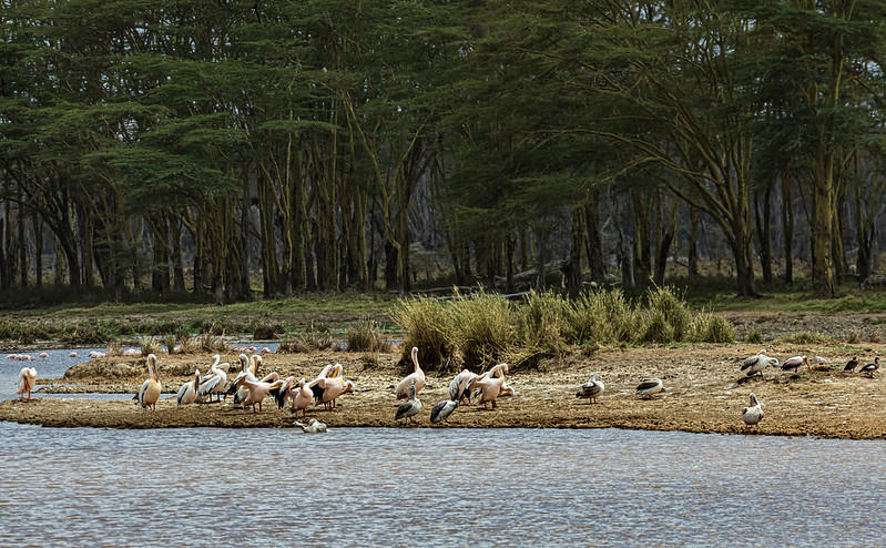 5 Days Amboseli and Tsavo Parks from Nairobi to Mombasa