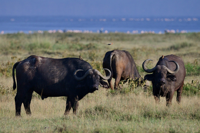 8 Days Kenya Discovery Safari – (with FREE NIGHT at Nairobi Hotel)