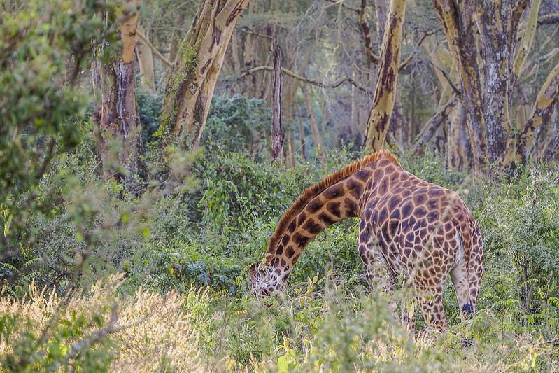 6 Days Kenya Budget Tours (with FREE NIGHT at Nairobi Hotel)