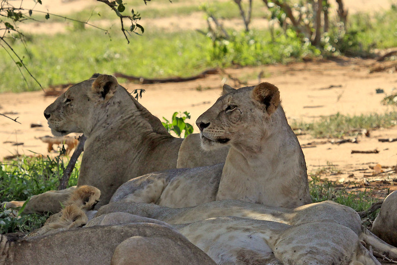 5 Days Amboseli and Tsavo Parks from Nairobi to Mombasa